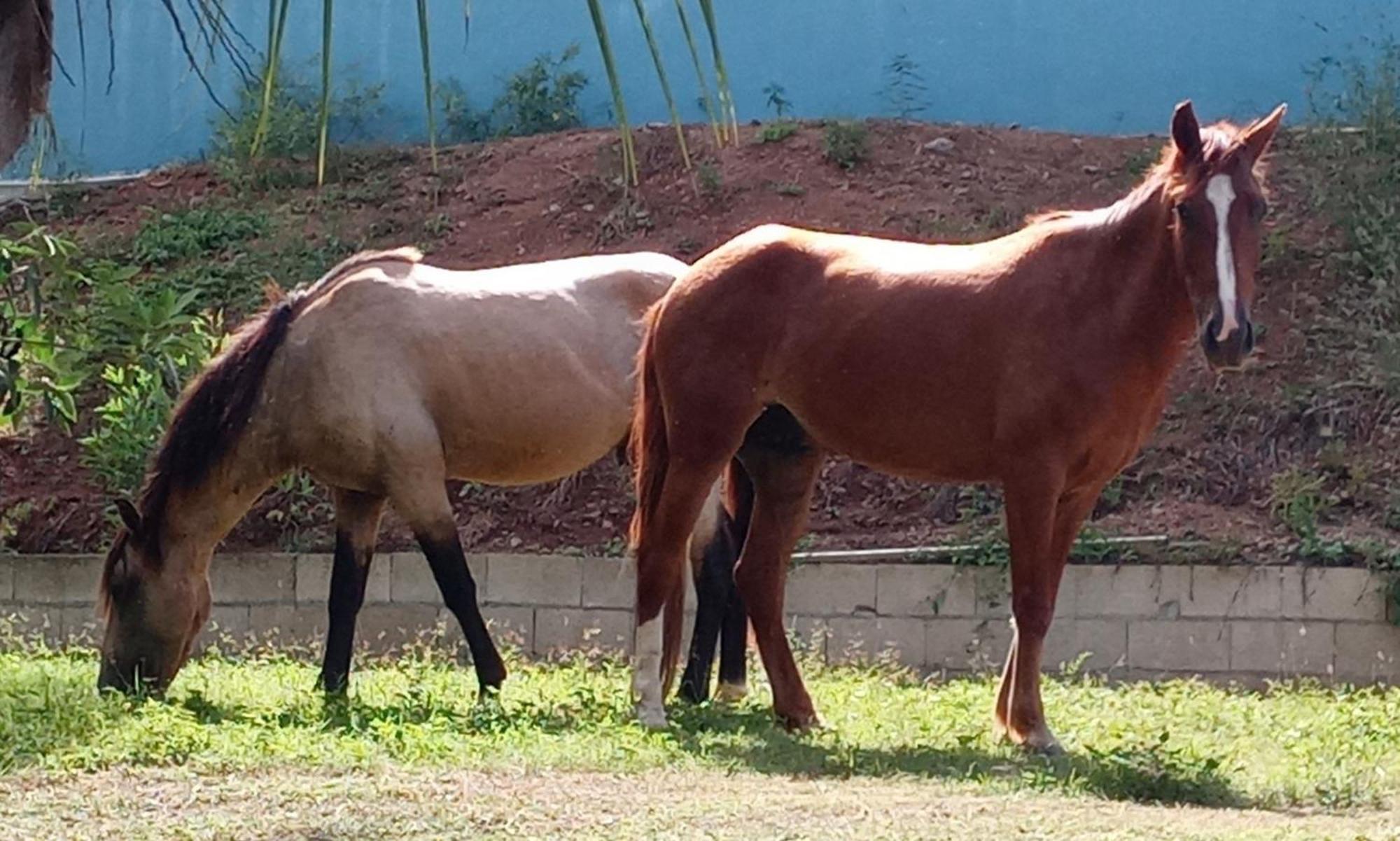 Studio 4 Casiguaya With Garden Access Vieques Bagian luar foto